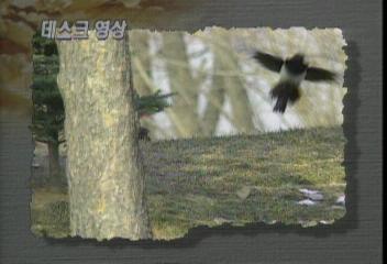 데스크영상"설날 손님이 오시려나"임왕석