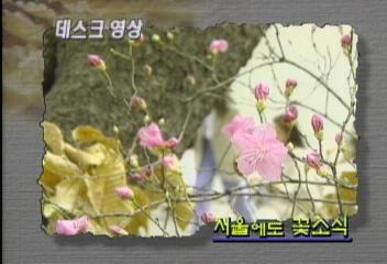 [데스크 영상]서울에도 꽃소식