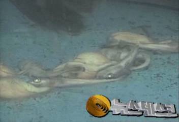 수족관 상어 새끼 8마리 순산백지연