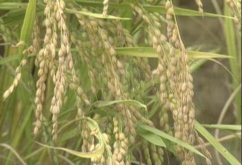 경기도 이천 호법면 첫 벼베기 실시유재용