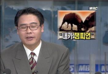 경남 합천 황강변 장터 소싸움최영태