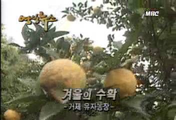 영상 뉴스겨울의 수확 거제 유자농장