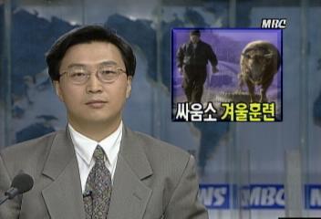 경북 청도지방 싸움소 겨울 훈련 모습최상극