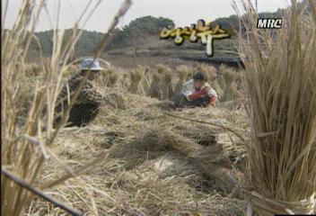 영상뉴스메주 띄우기 충남 논산시 광석동