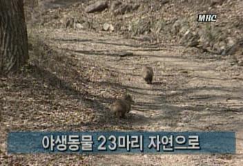 야생동물 23마리 자연으로김지은