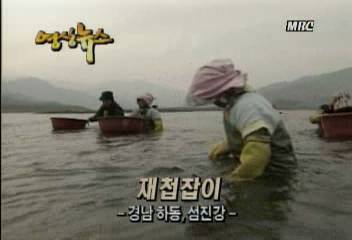 영상뉴스재첩잡이 경남 하동 섬진강