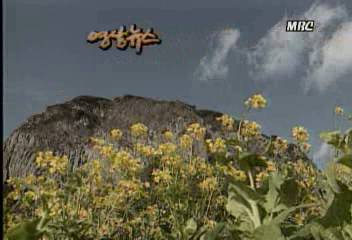 영상뉴스 유채꽃이 지고서