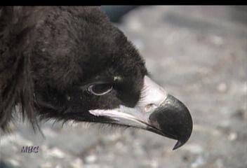 영상뉴스 오늘 부산에서 천연기념물 검은독수리 발견