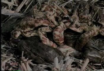 황소개구리를 두꺼비가 이겼다김건엽