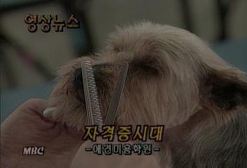 영상뉴스 자격증 시대 애견미용학원