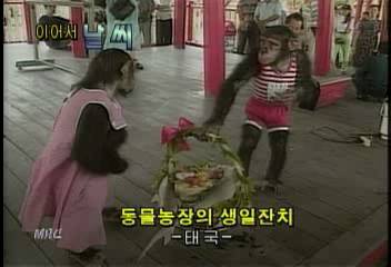 영상뉴스 태국 동물농장의 생일잔치