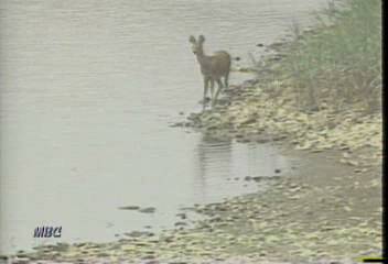 환경부 비무장지대 첫 자연생태 조사 착수이동애