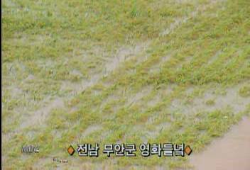 전남지방 논 30 침수 벼쓰러져신광하