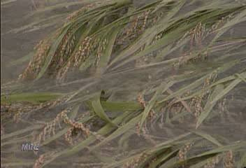 벼 세우는데 실직자 3만명 동원 방침정경수