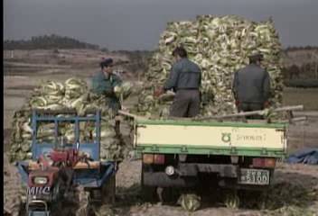 겨울 이상고온으로 소비 줄어 무배추값 폭락문연철