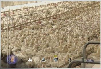 뉴캐슬병 예방접종 안하면 과태료최율미