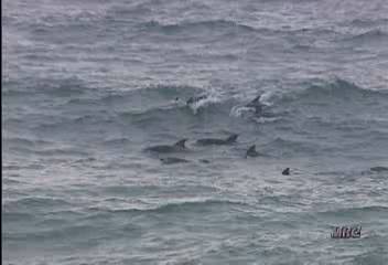 제주 모슬포항 앞바다에 돌고래떼 출현현제훈