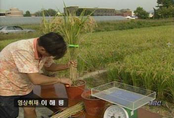 벼 수확량 20 이상 늘인 슈퍼벼 개발김승환문호철