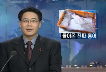 요즘 흑산도 홍어잡이 한창문연철