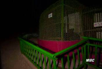 흑표범에 물려 사육사 중상김주하