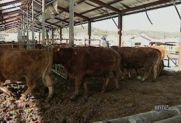 농림부 음식물 사료 먹인 소 안전 최종 결론이동애