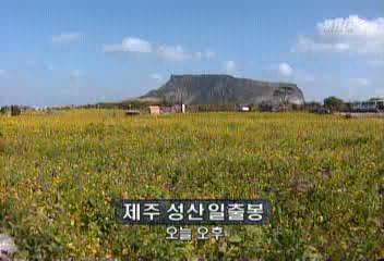 제주 성산일출봉 유체꽃 만발 등 벌써 봄현재훈