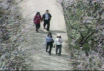 전남 광양 매화마을섬진강변 등 휴일 상춘객전봉기
