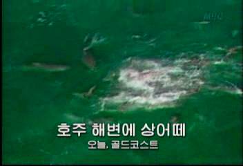 데스크영상호주 해변에 상어떼