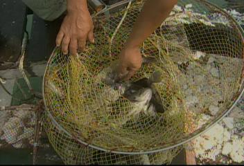 전남 완도 앞바다 수해 파손 가두리 양식장 우럭 천지최진수