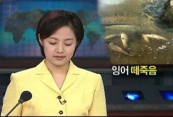 서울 양재천 수질오염 잉어 수백마리 떼죽음전봉기