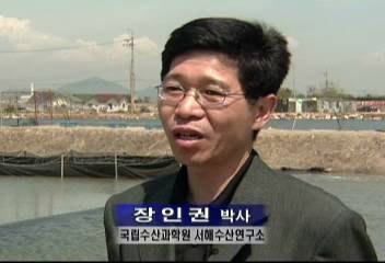 인천 영종도 꽃게 양식에 대한 국립수산과학원 장인권박사의 인터뷰