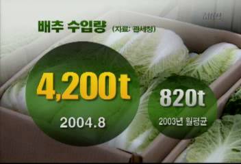 무더위와 태풍으로 배추값 상승 중국 김치배추 수입 급증이성일