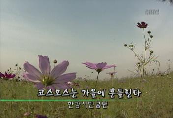 데스크영상 코스모스는 가을에 흔들린다한강시민공원