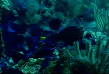 총연장 820km 산호초가 해일 충격 흡수덕분에 몰디브 피해적어박상후