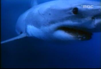 식인상어 백상아리 서해에서 잡혀박찬익