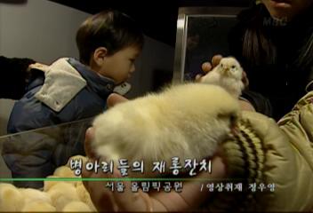데스크영상병아리들의 재롱잔치서울 올림픽공원