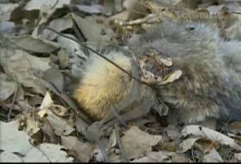 현장출동 올가미 교묘하게 덮어놔 걸려든 야생동물들배은별