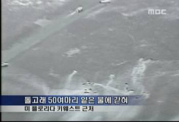 미국 플로리다 키웨스트돌고래 50여마리 앝은 물에 갇혀박선영