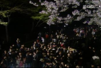 서울 여의도 120만 벚꽃 인파유원지 나들이객 몰려윤중로윤효정