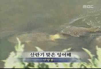 데스크영상산란기 맞은 잉어떼안양천