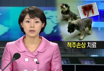 세계에서 처음 개의 수정란 줄기세포 이식한 실험 성공김원태