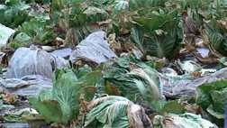 집중취재 풍년의 역설채소 대풍년 농가는 흉년