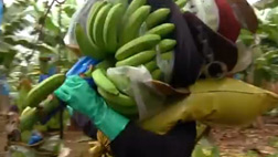 바나나 전염병 파나마 창궐백신 없어 멸종 위기감 확산 