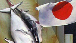 국제 포경위원회 제동에도 고래잡이 계속 막무가내 