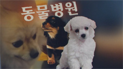 부르는 게 값천차만별 동물병원 치료비에 견주들 혼란