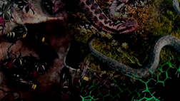 "뱀벌 독으로 암 죽인다" 독 속의 약 치료 개발 활발