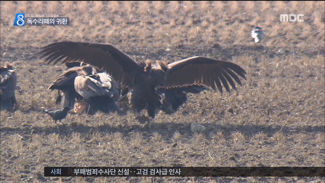 몽골서 온 하늘의 제왕 독수리떼 날갯짓 장관 연출