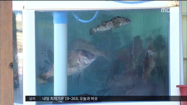 콜레라 감염 원인 뜨거운 바닷물 생선 보관상태