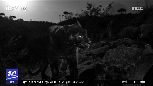 이 시각 세계 아프리카에서 100년 만에 희귀종 흑표범 포착 