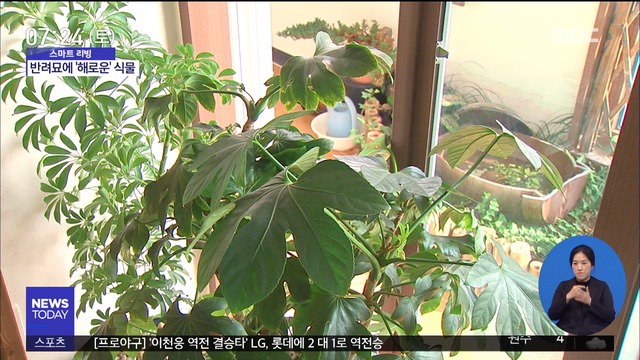 스마트 리빙 반려묘와 반려식물 함께 키우면 안 돼요